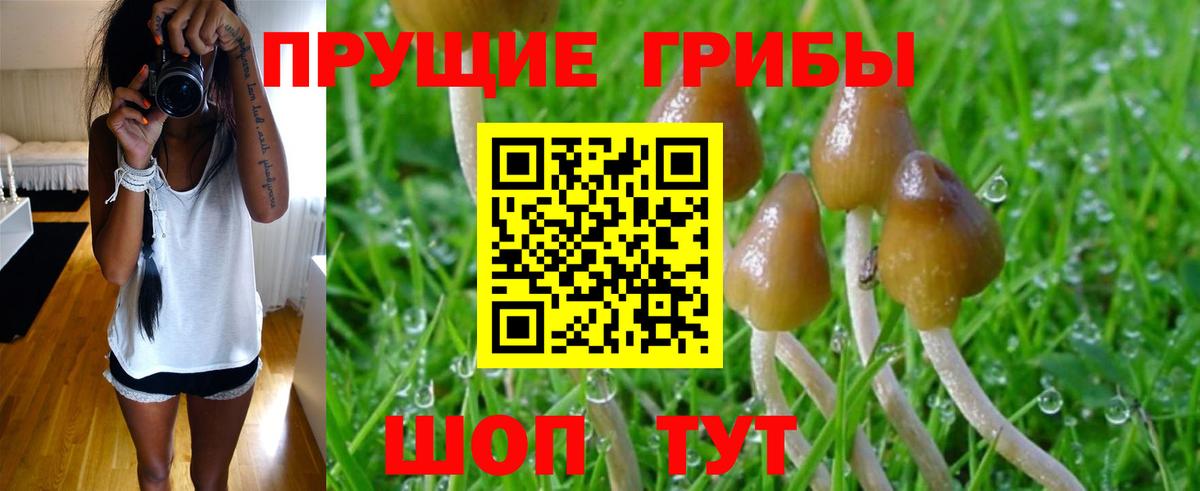 Псилоцибиновые грибы Psilocybine cubensis Котельники